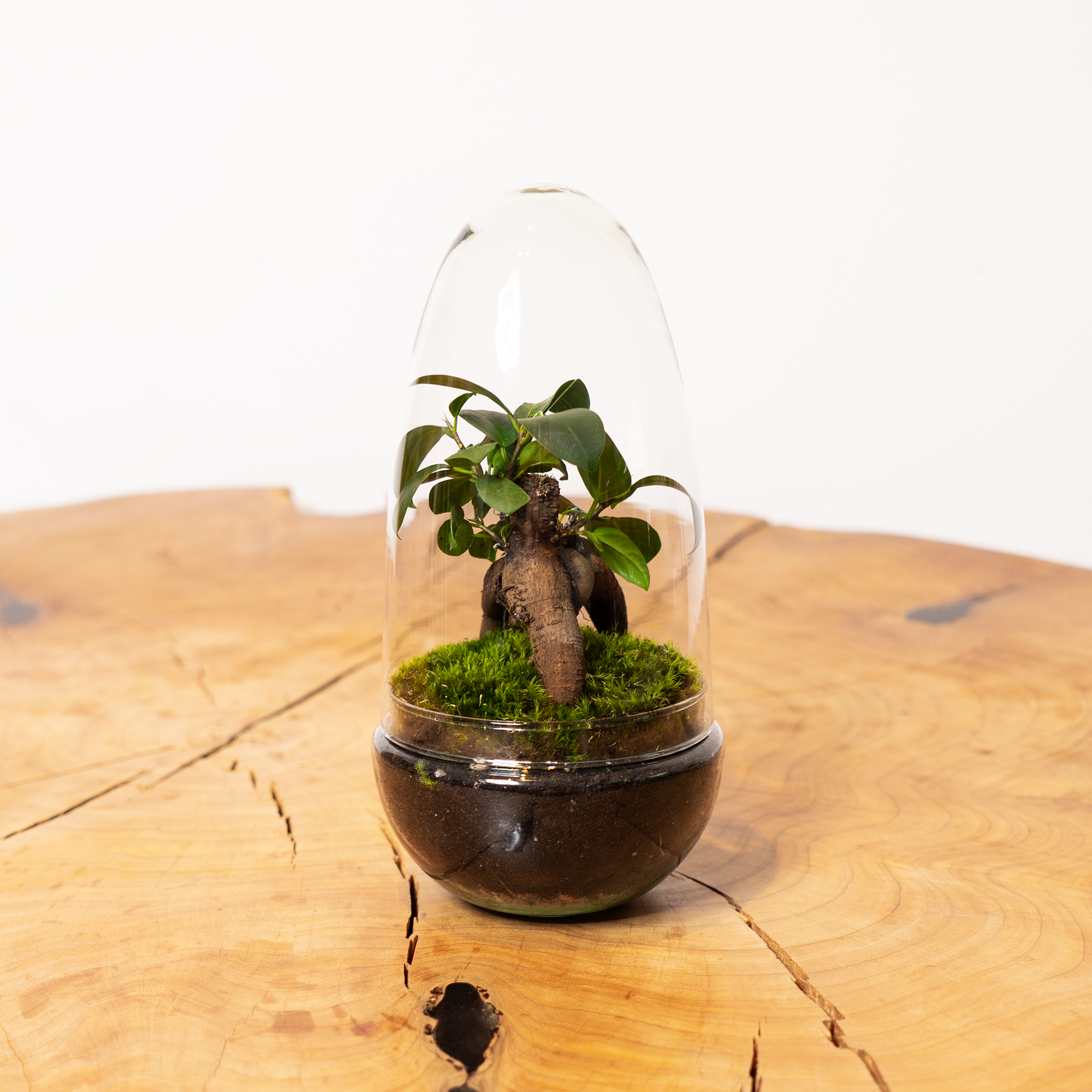 Kit Créalo Tú Mismo Jardín Eterno Gata