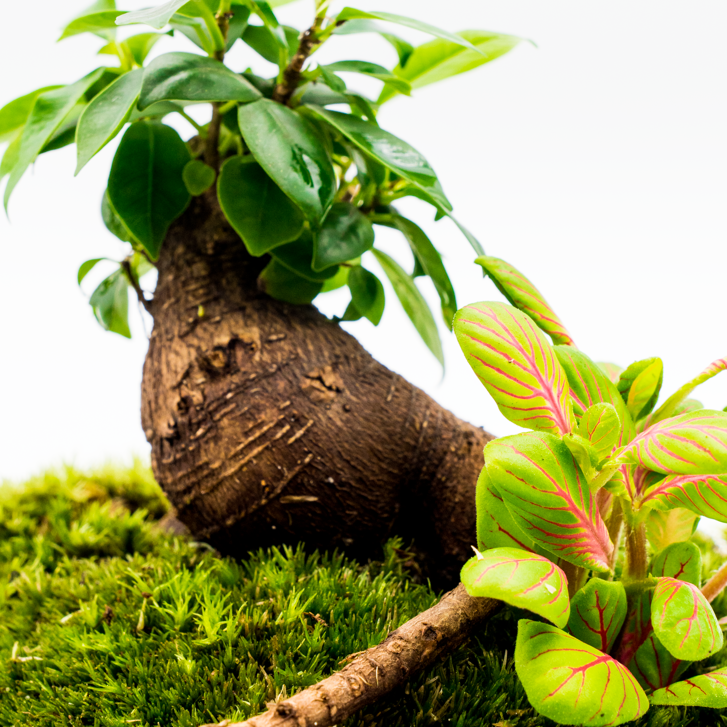 Kit Créalo Tú Mismo Jardín Eterno Morena