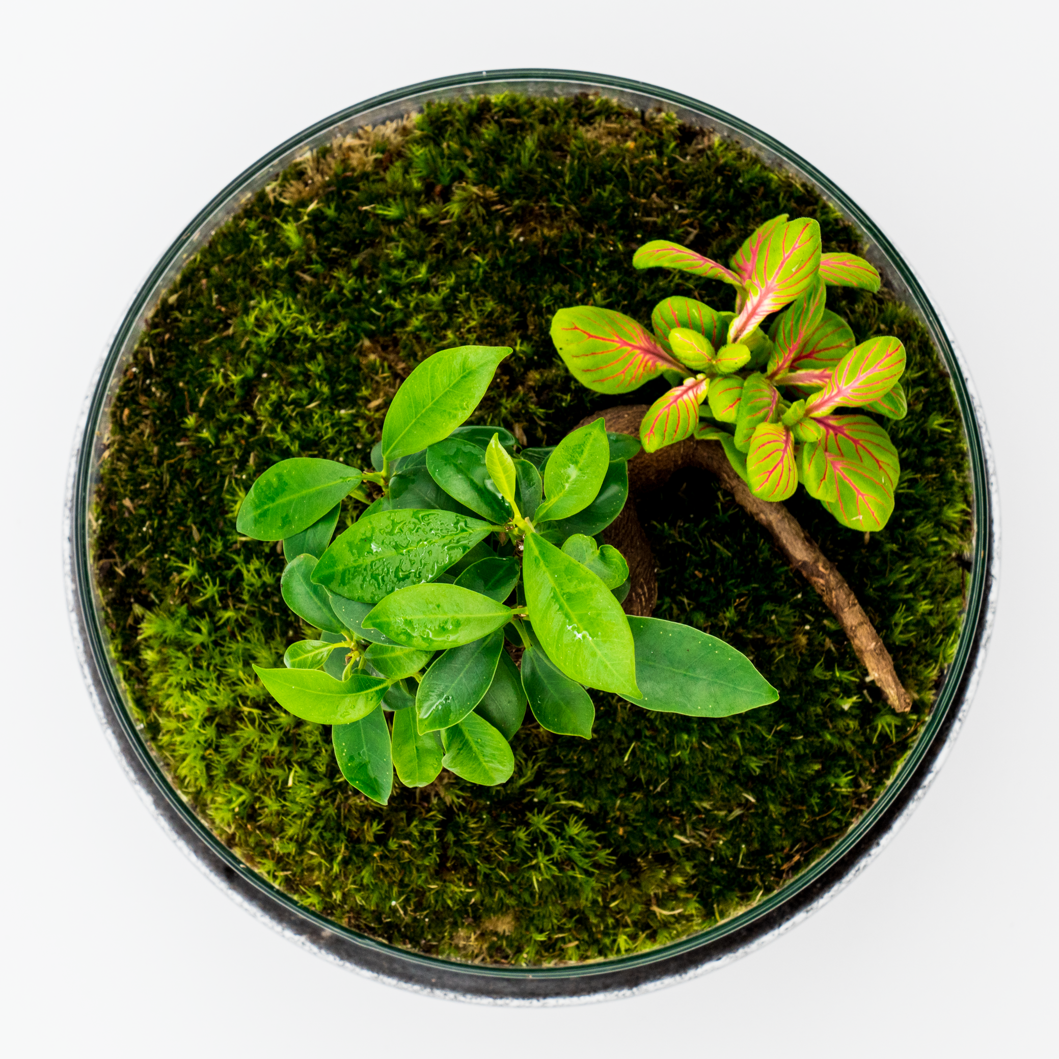 Kit Créalo Tú Mismo Jardín Eterno Morena