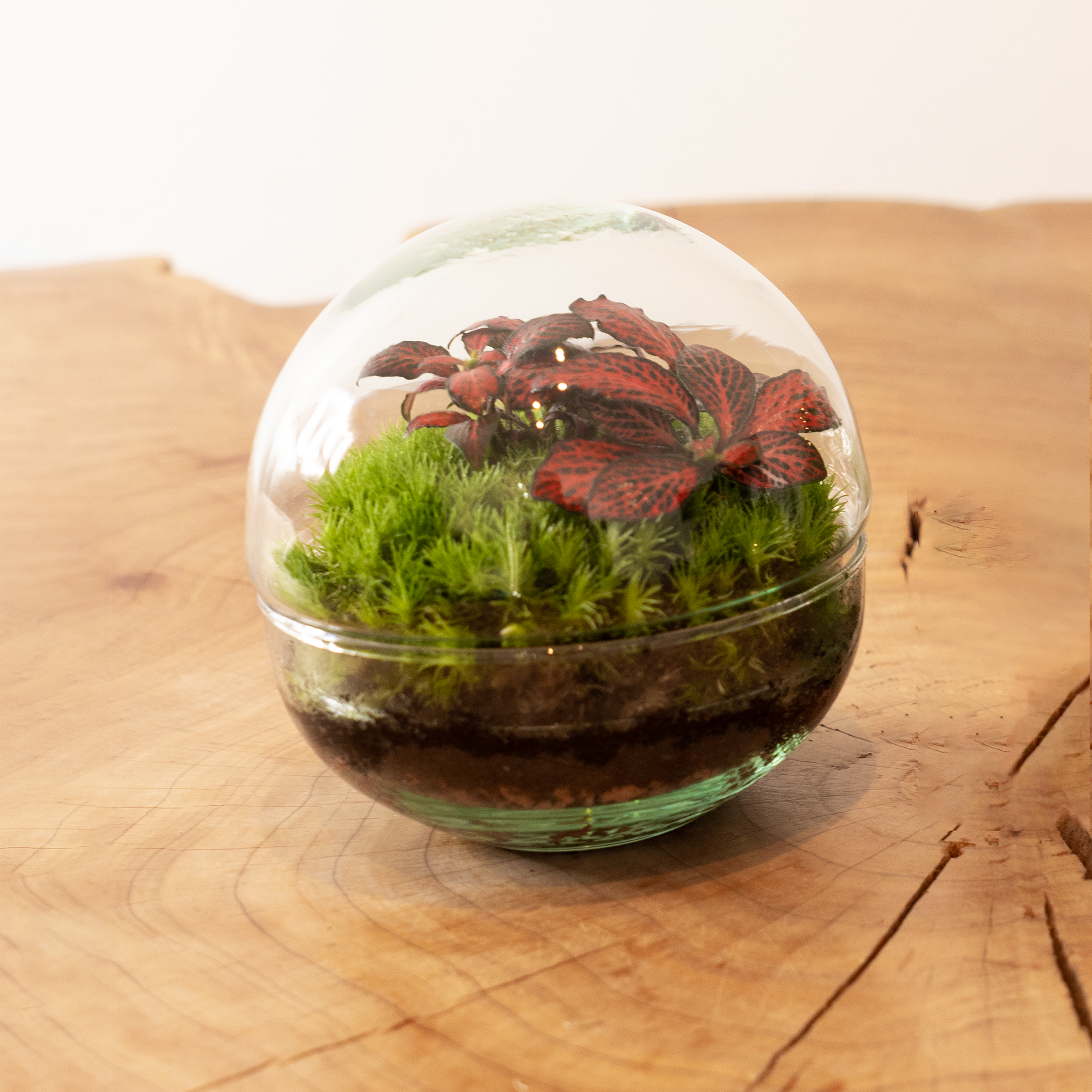 Kit Créalo Tú Mismo Jardín Eterno Nevada