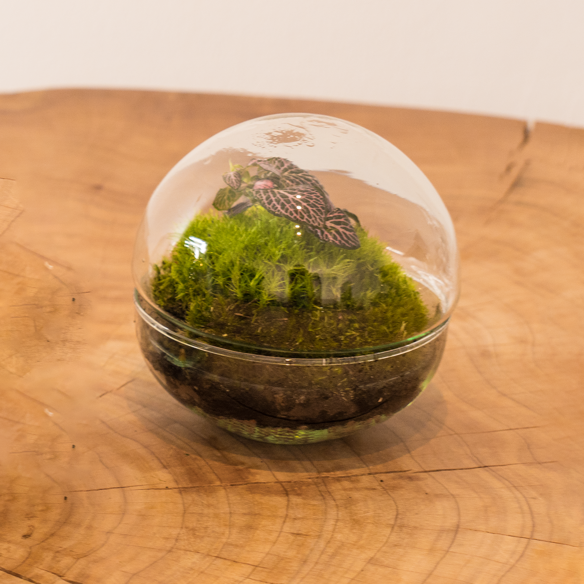 Kit Créalo Tú Mismo Jardín Eterno Nevada