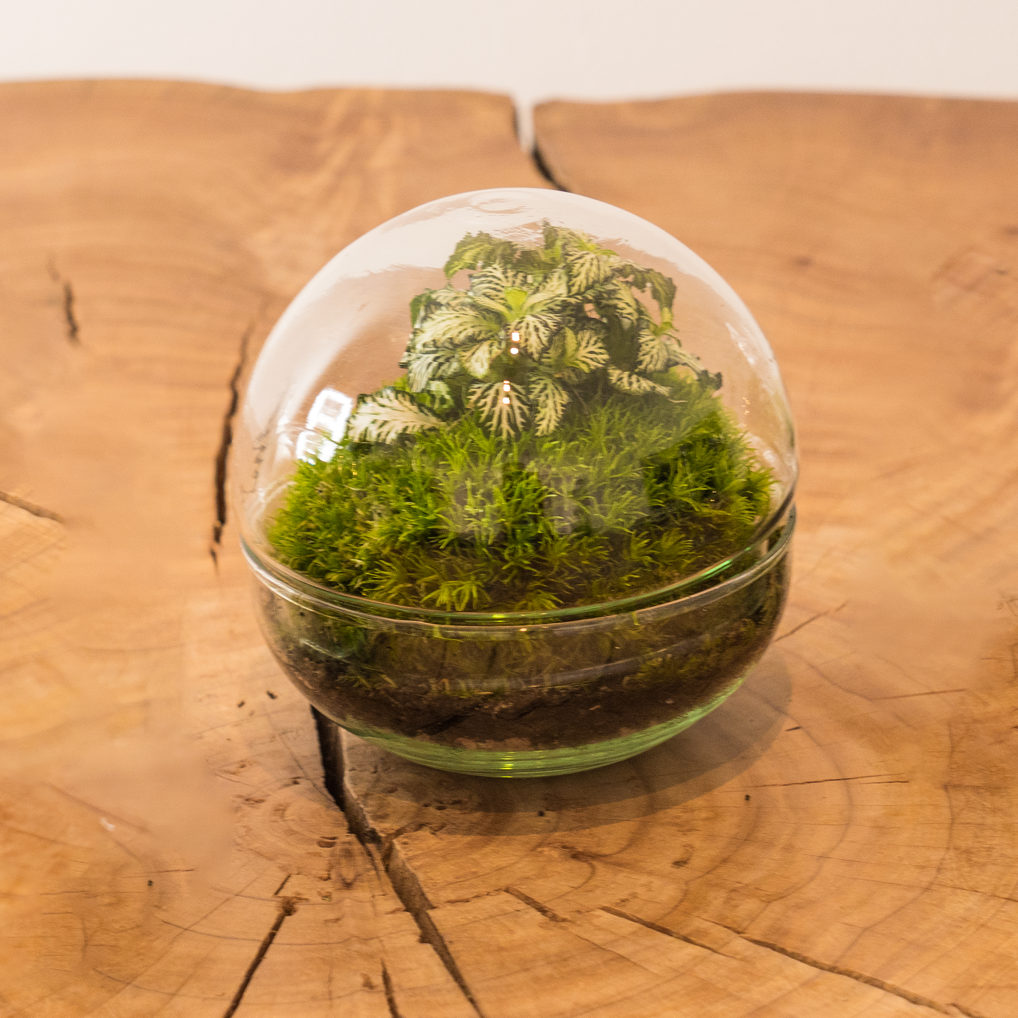 Kit Créalo Tú Mismo Jardín Eterno Nevada