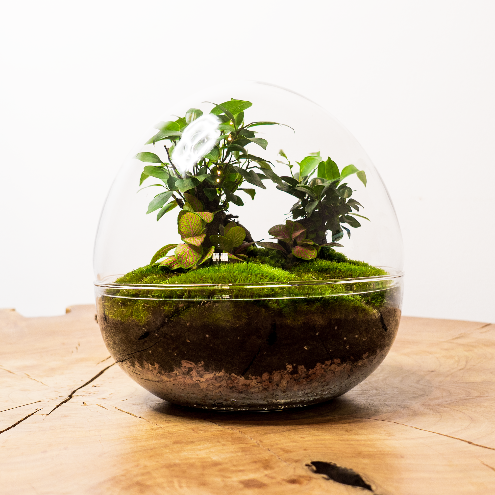 Kit Créalo Tú Mismo Jardín Eterno Nieves