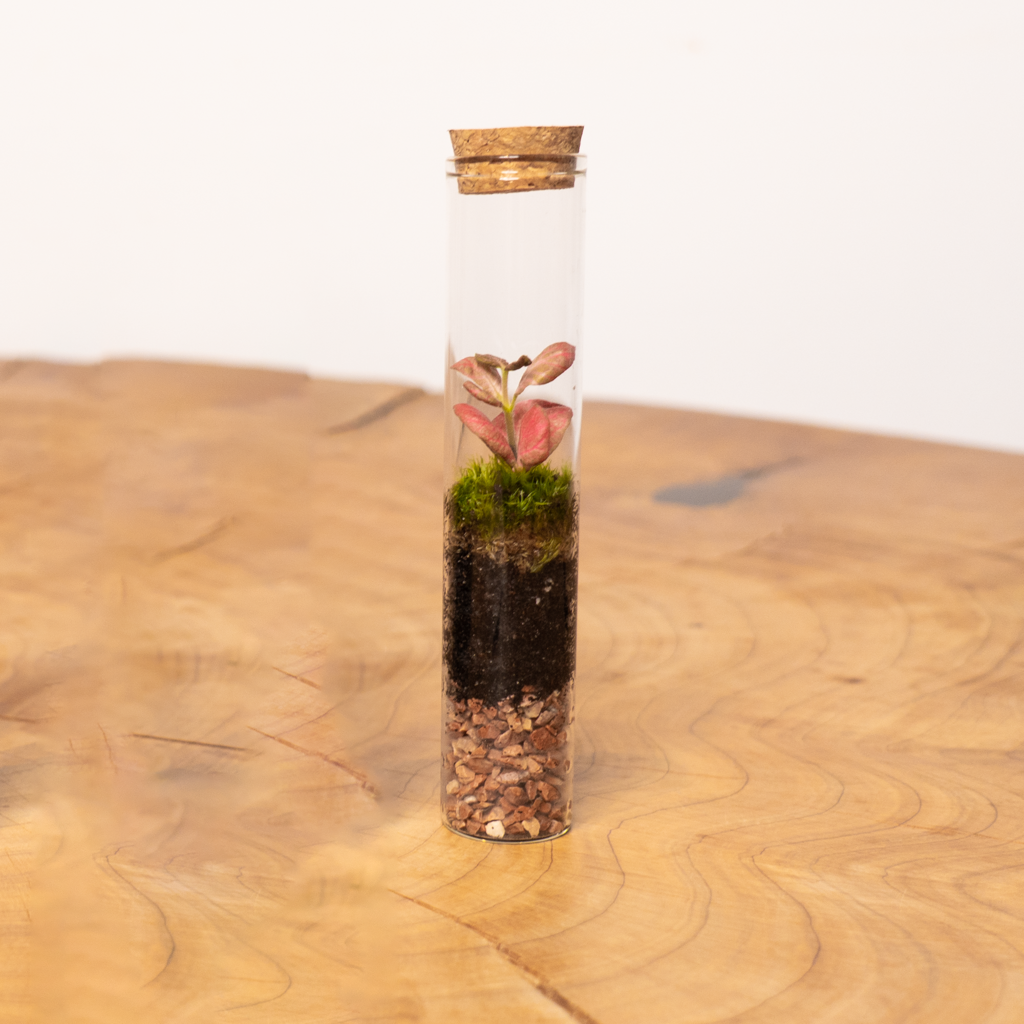 Jardín Eterno Pedroches