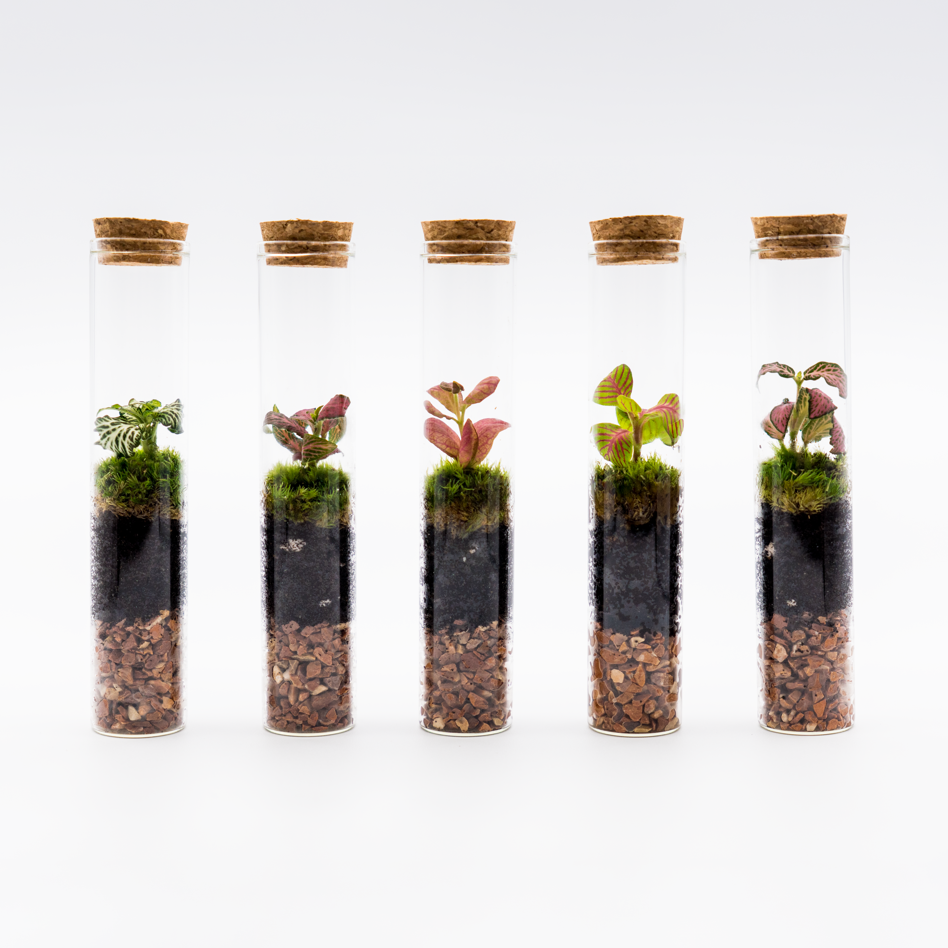 Jardín Eterno Pedroches (pack de 5)