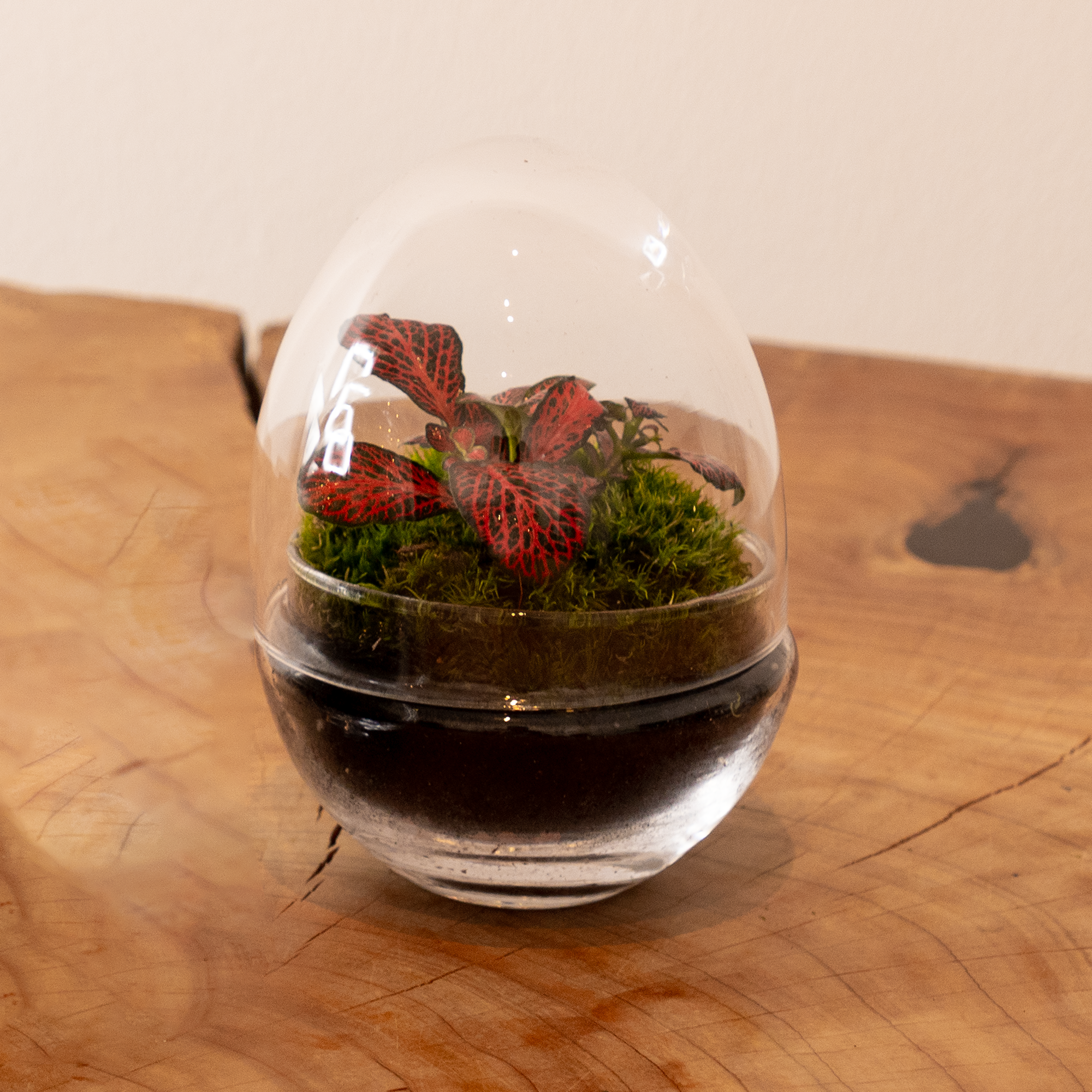 Kit Créalo Tú Mismo Jardín Eterno Segura