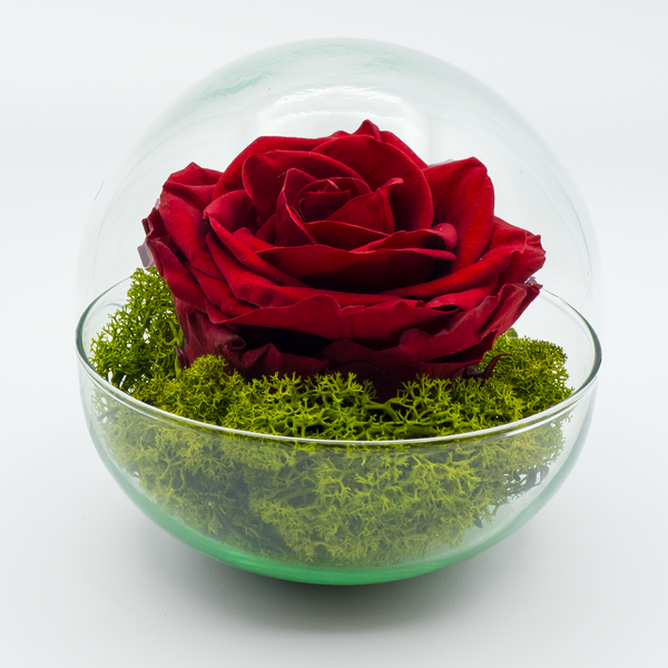 Rosa Eterna Esperanza