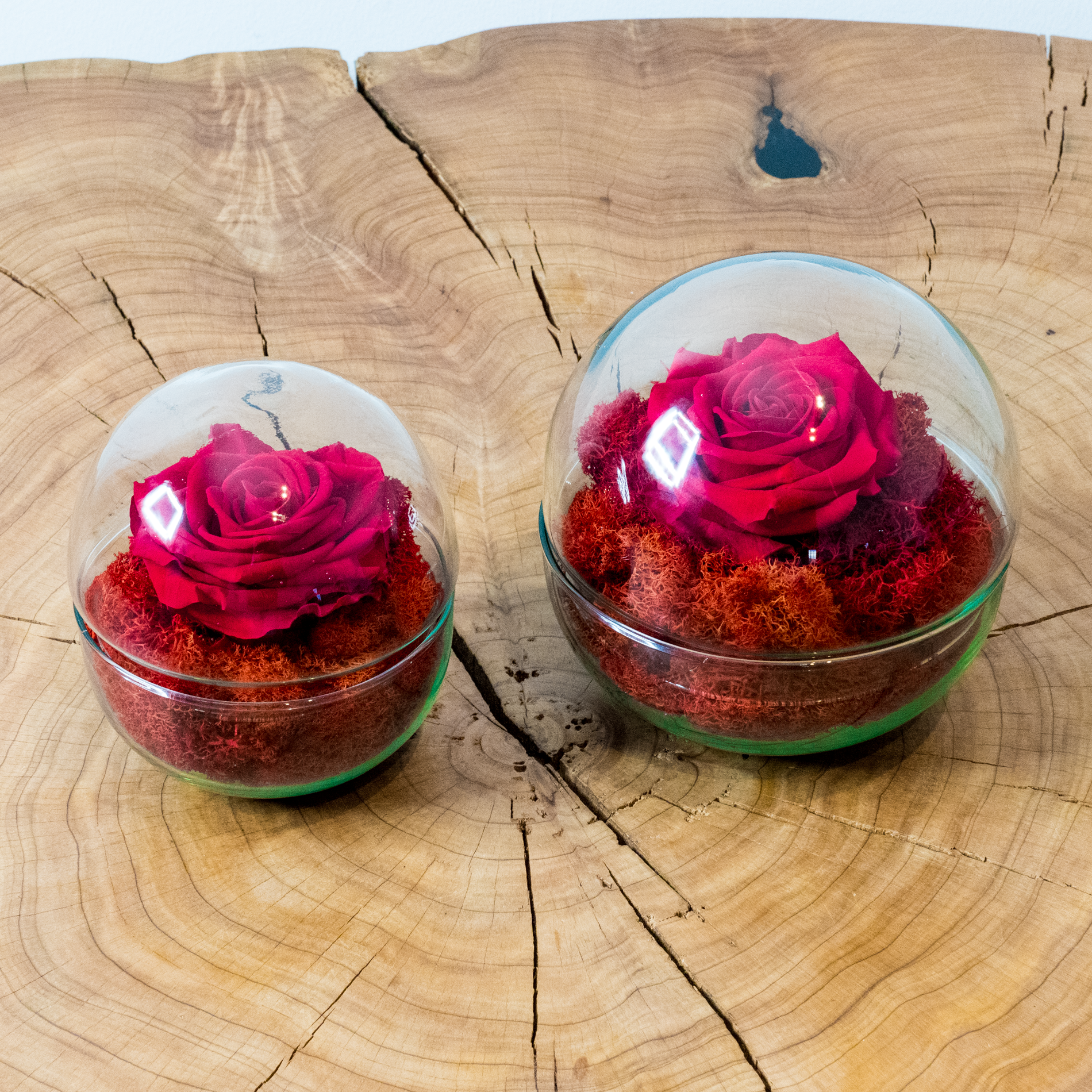 Rosa Eterna Esperanza (Especial Enamorados)