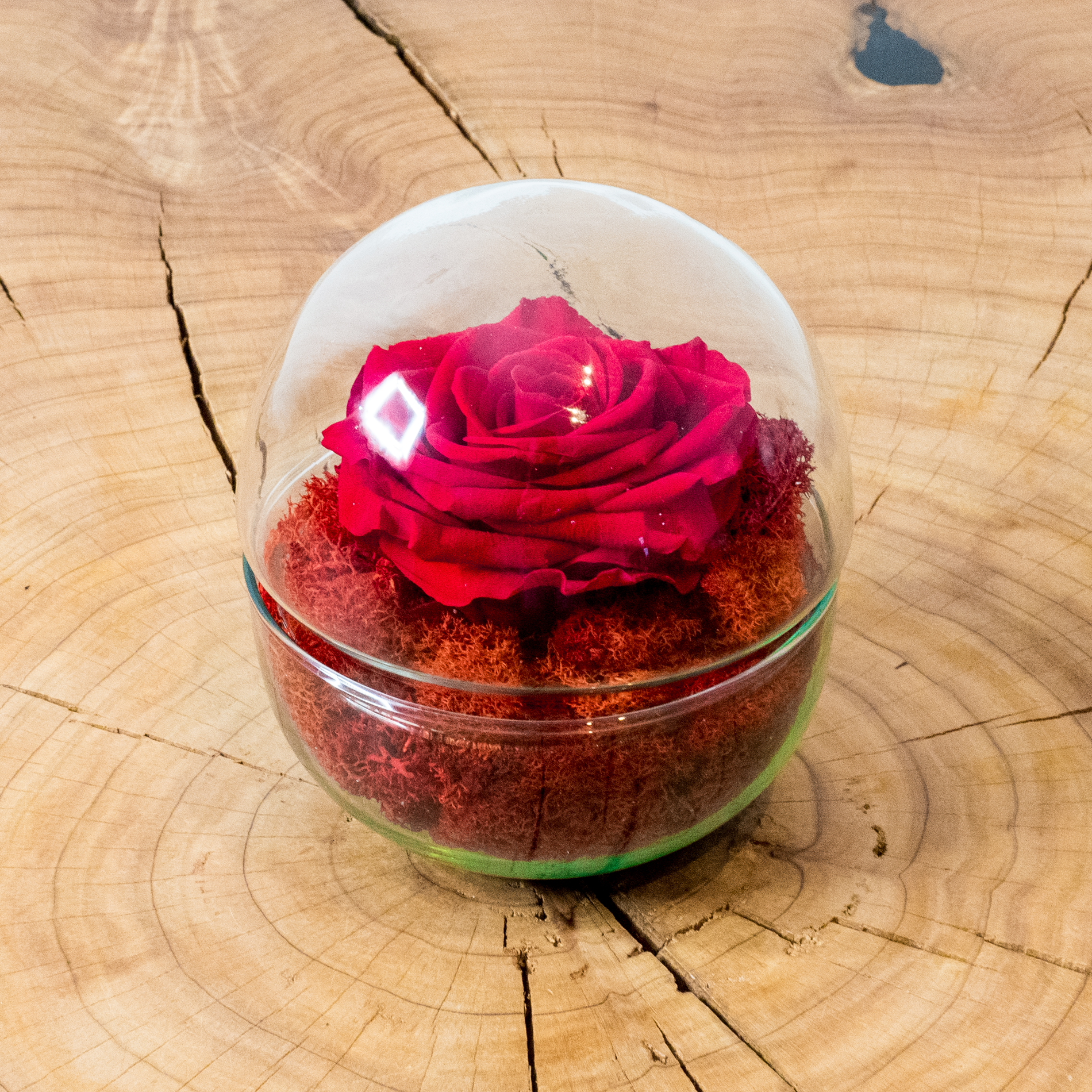 Rosa Eterna Esperanza (Especial Enamorados)