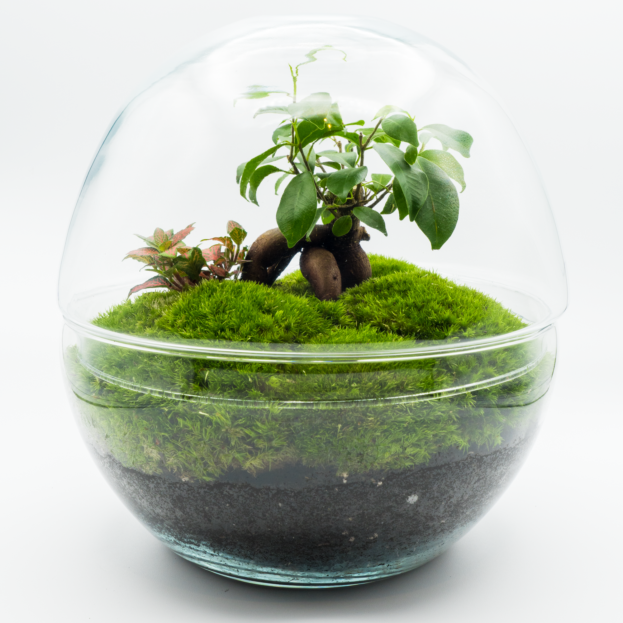 Kit Créalo Tú Mismo Jardín Eterno Irati