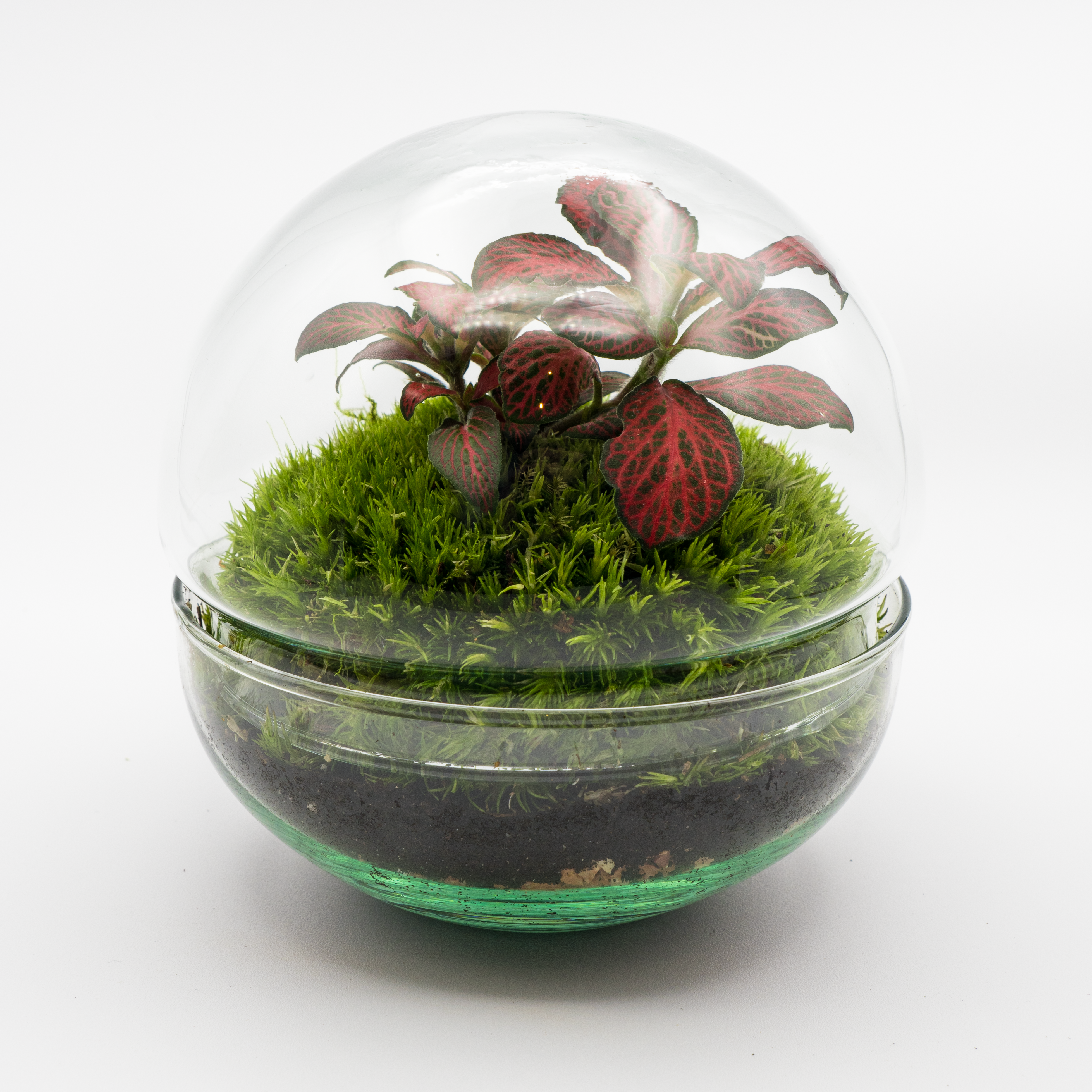 Kit Créalo Tú Mismo Jardín Eterno Nevada