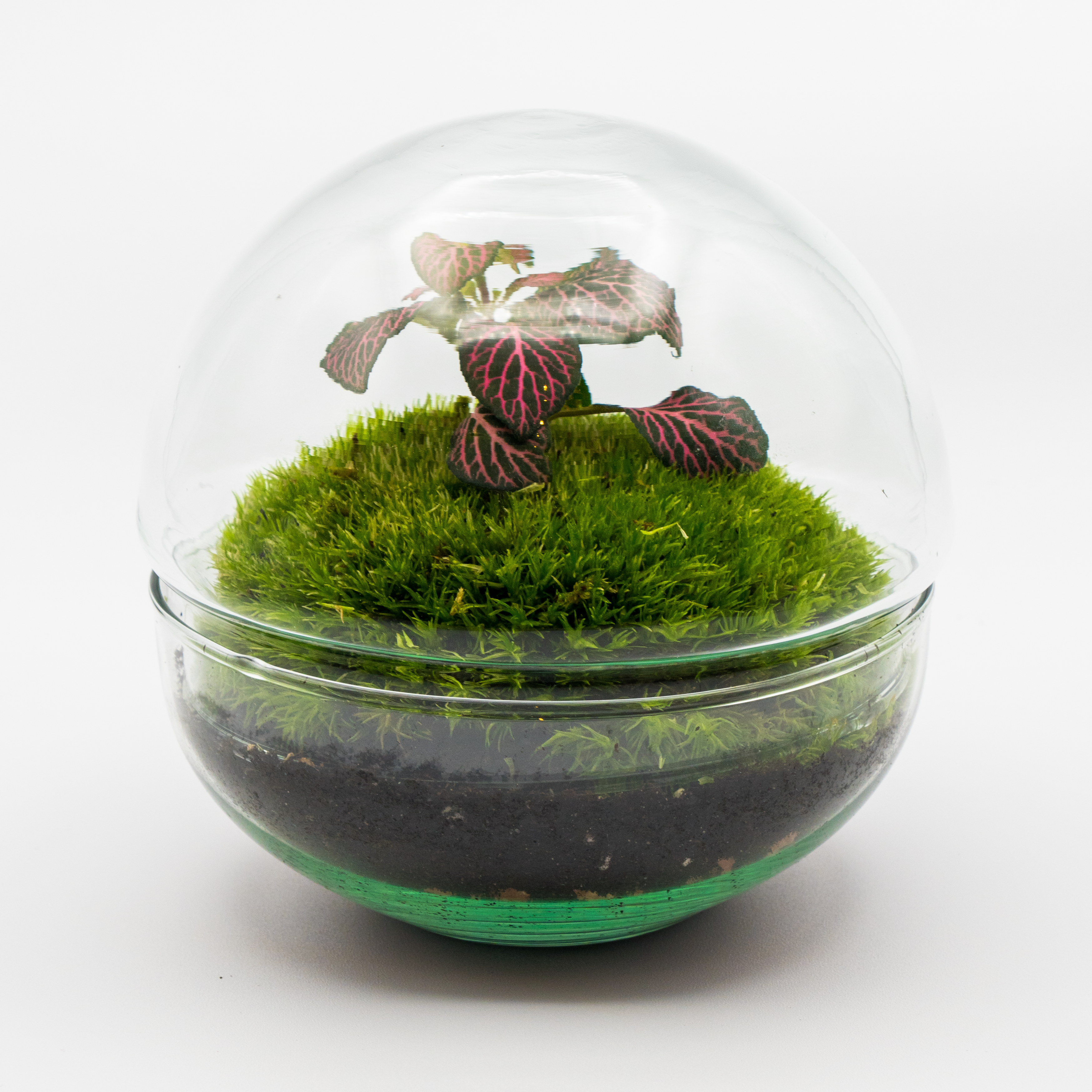 Kit Créalo Tú Mismo Jardín Eterno Nevada