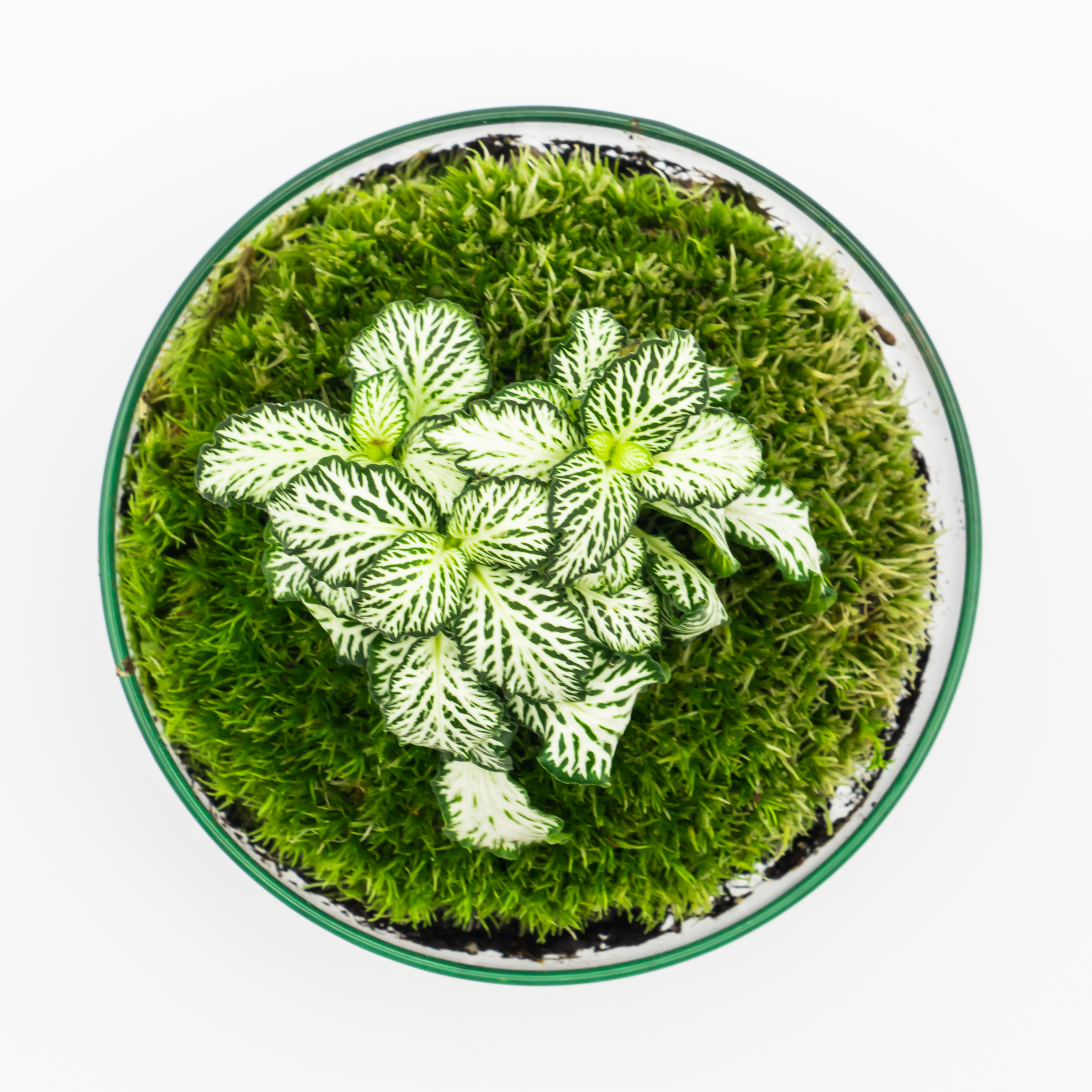 Kit Créalo Tú Mismo Jardín Eterno Nevada