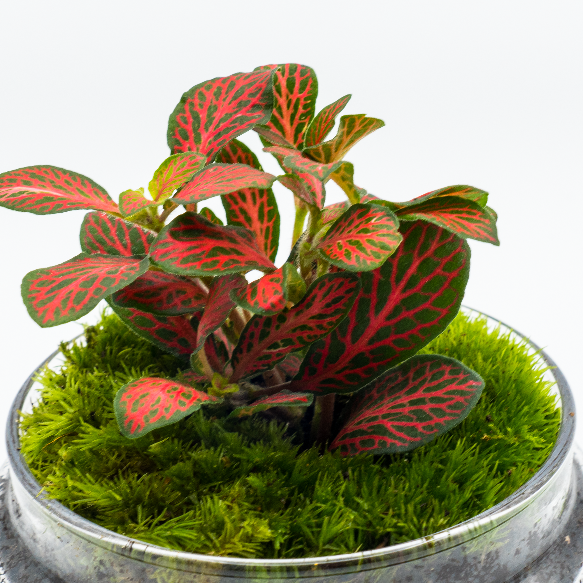 Kit Créalo Tú Mismo Jardín Eterno Segura