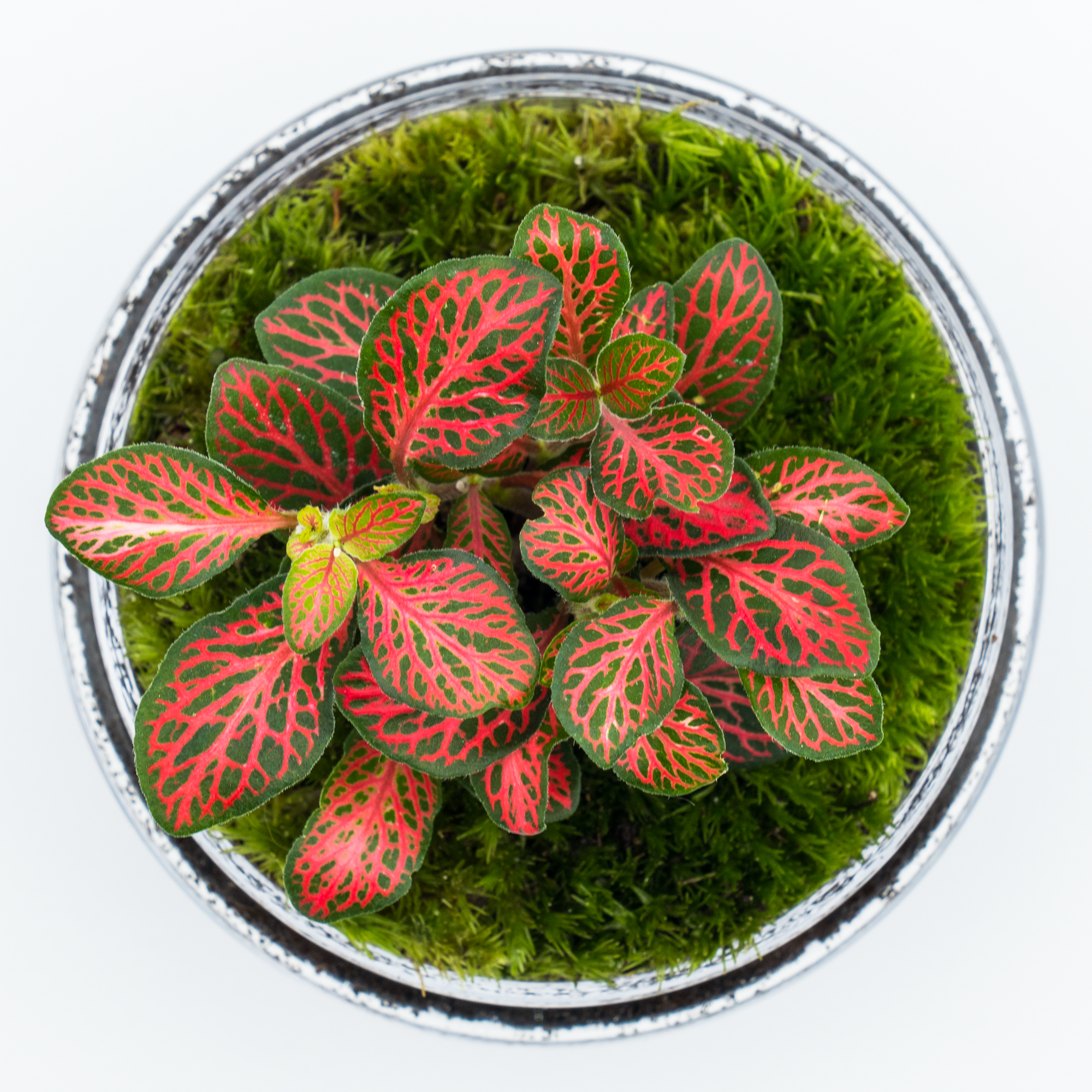 Kit Créalo Tú Mismo Jardín Eterno Segura