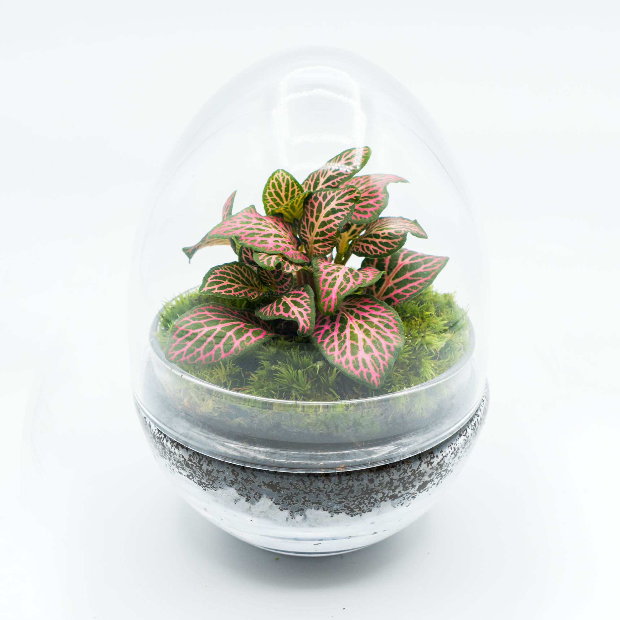 Kit Créalo Tú Mismo Jardín Eterno Segura