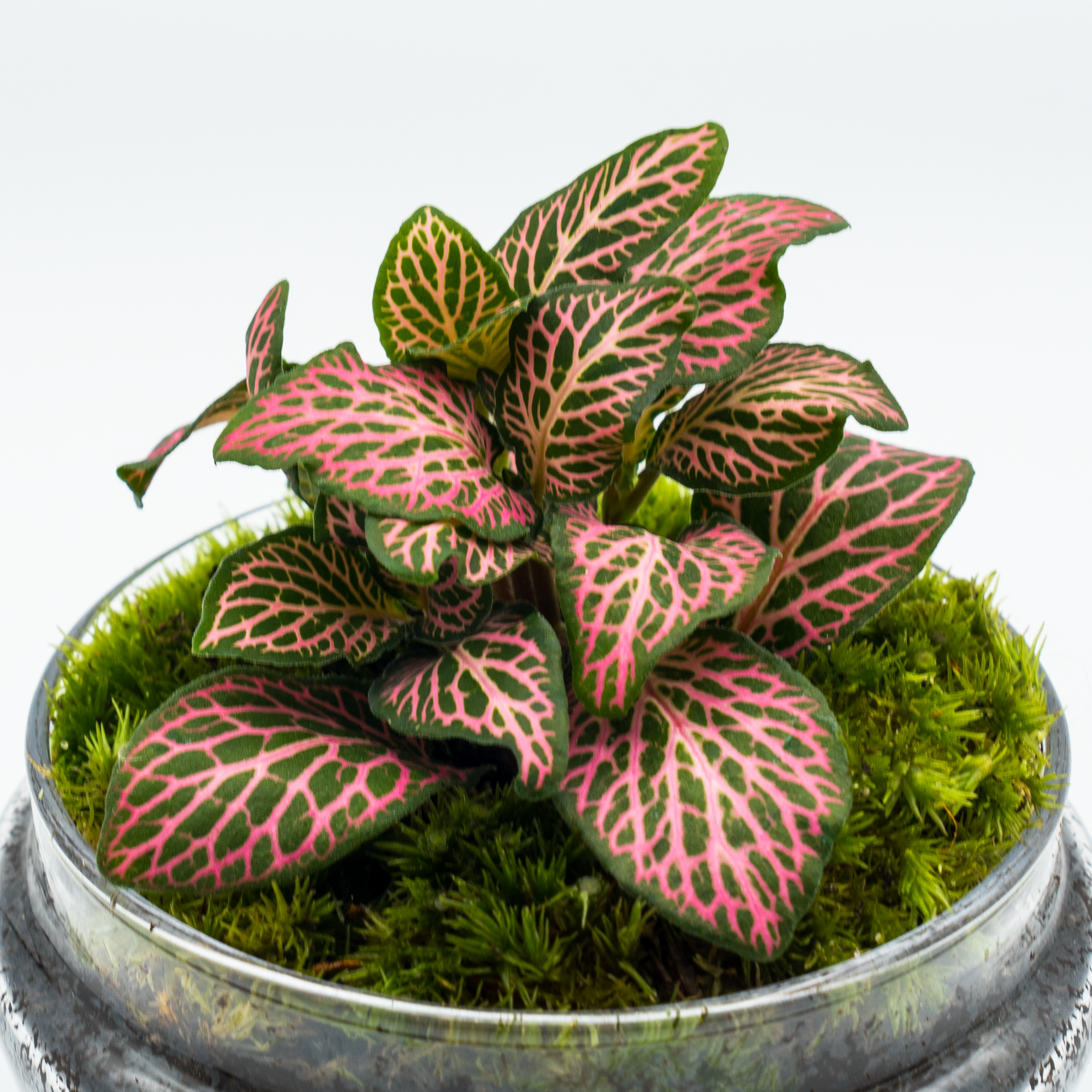 Kit Créalo Tú Mismo Jardín Eterno Segura