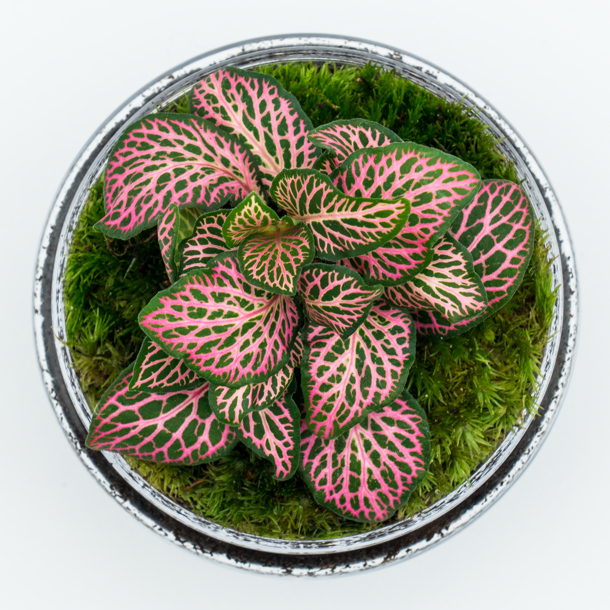 Kit Créalo Tú Mismo Jardín Eterno Segura