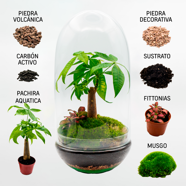 Kit Créalo Tú Mismo Jardín Eterno Collserola