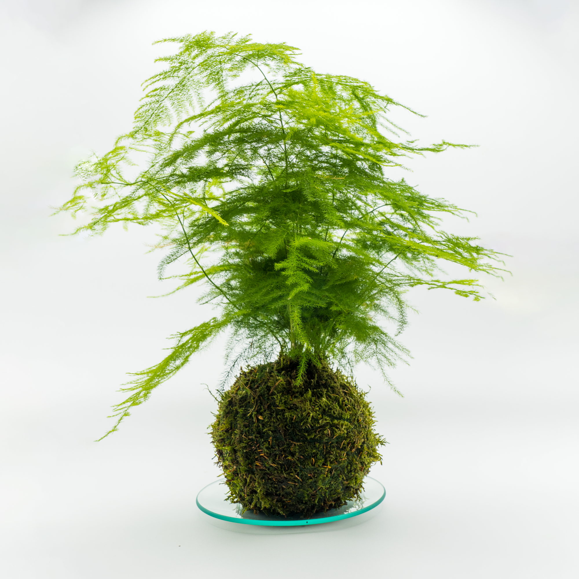 Kokedama Asparagus Plumosus