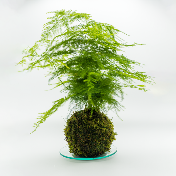 Kokedama Asparagus Plumosus