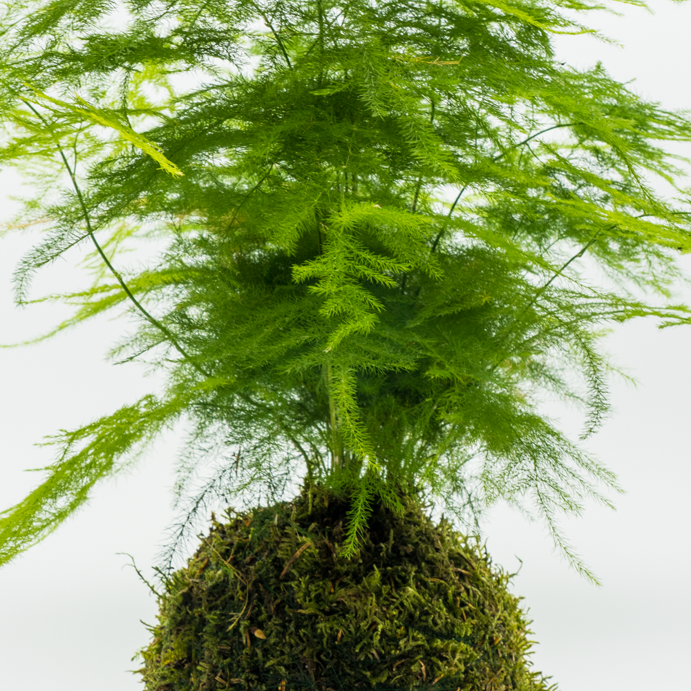 Kokedama Asparagus Plumosus