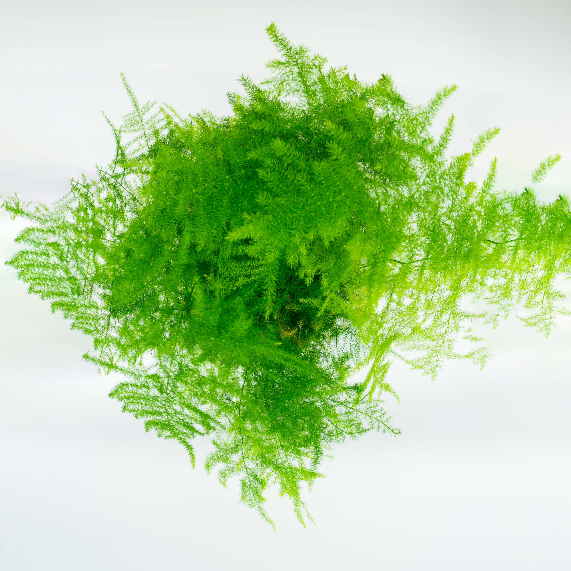 Kokedama Asparagus Plumosus