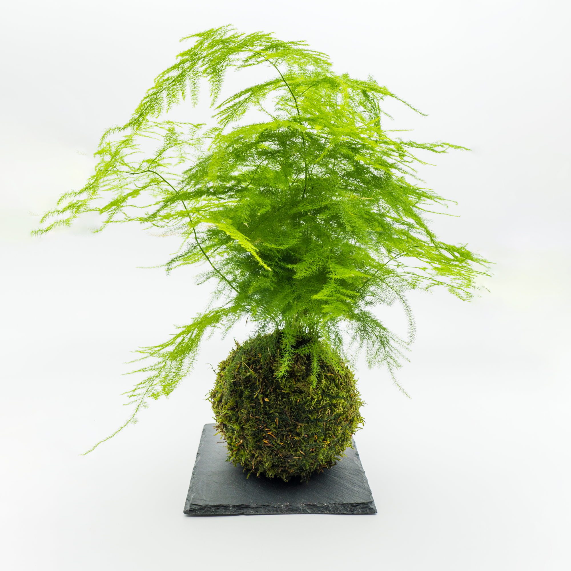 Kokedama Asparagus Plumosus
