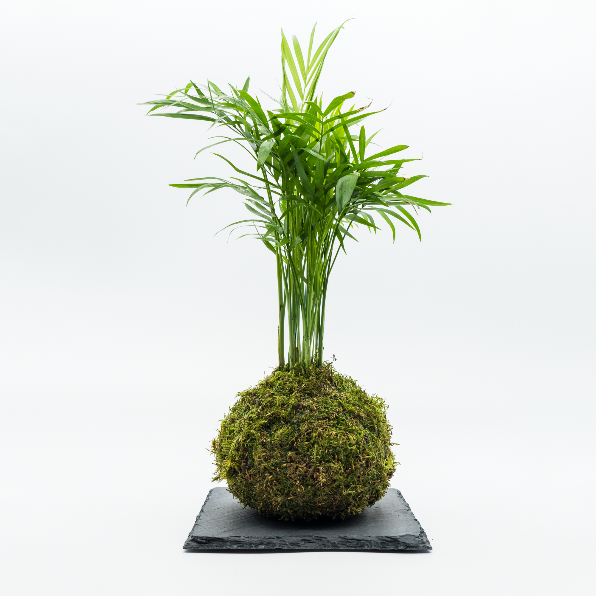 Kokedama Chamaedorea Elegans