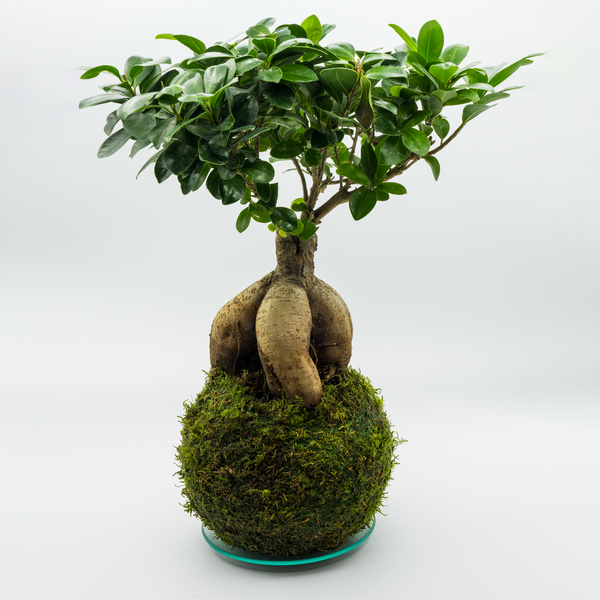 Kokedama Ficus Ginseng