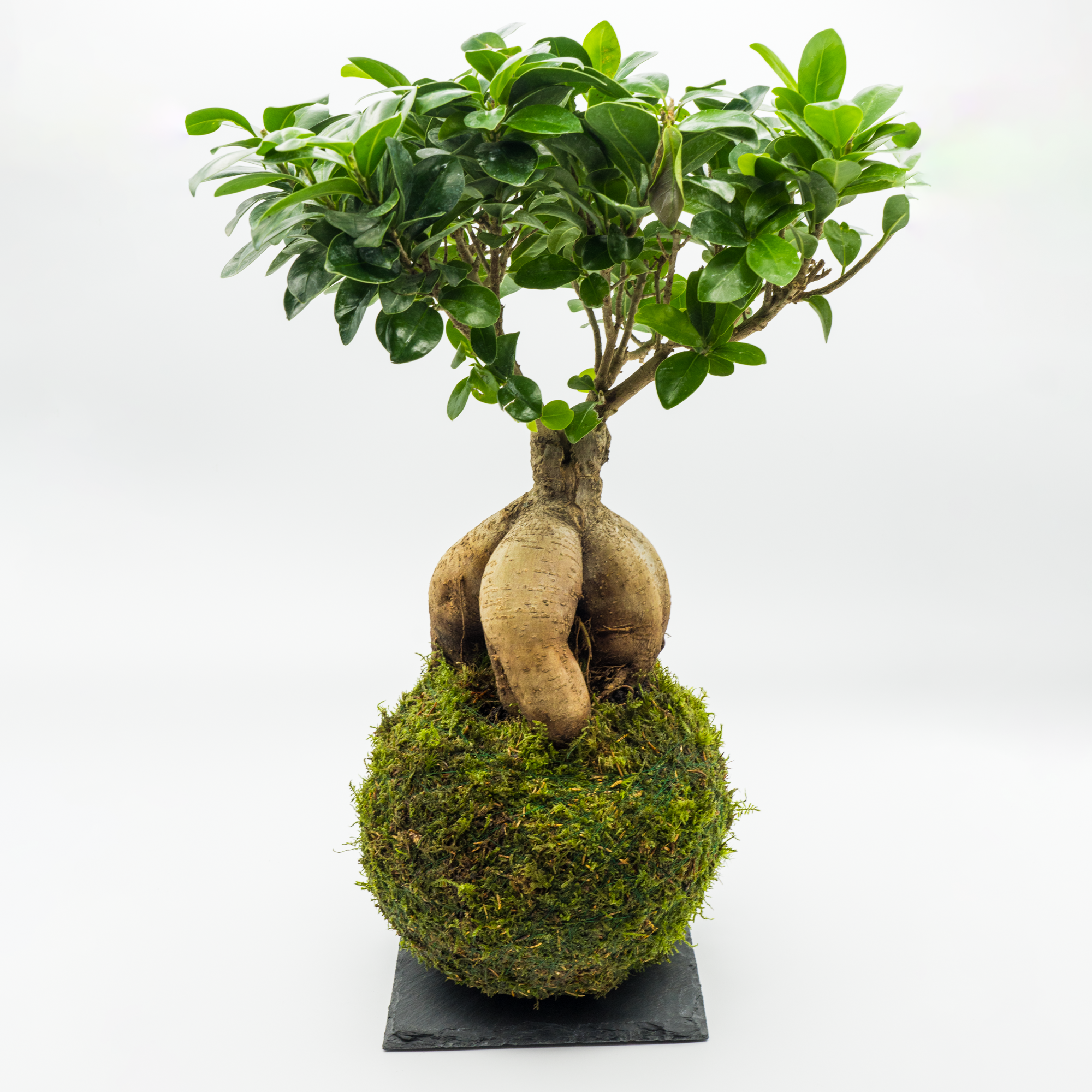 Kokedama Ficus Ginseng