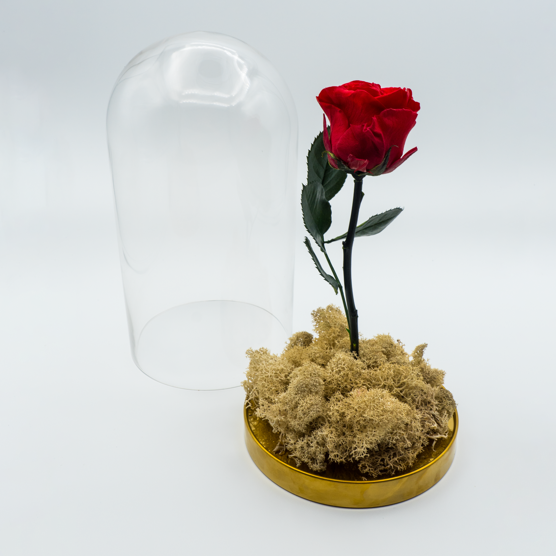 Rosa Eterna Elegancia