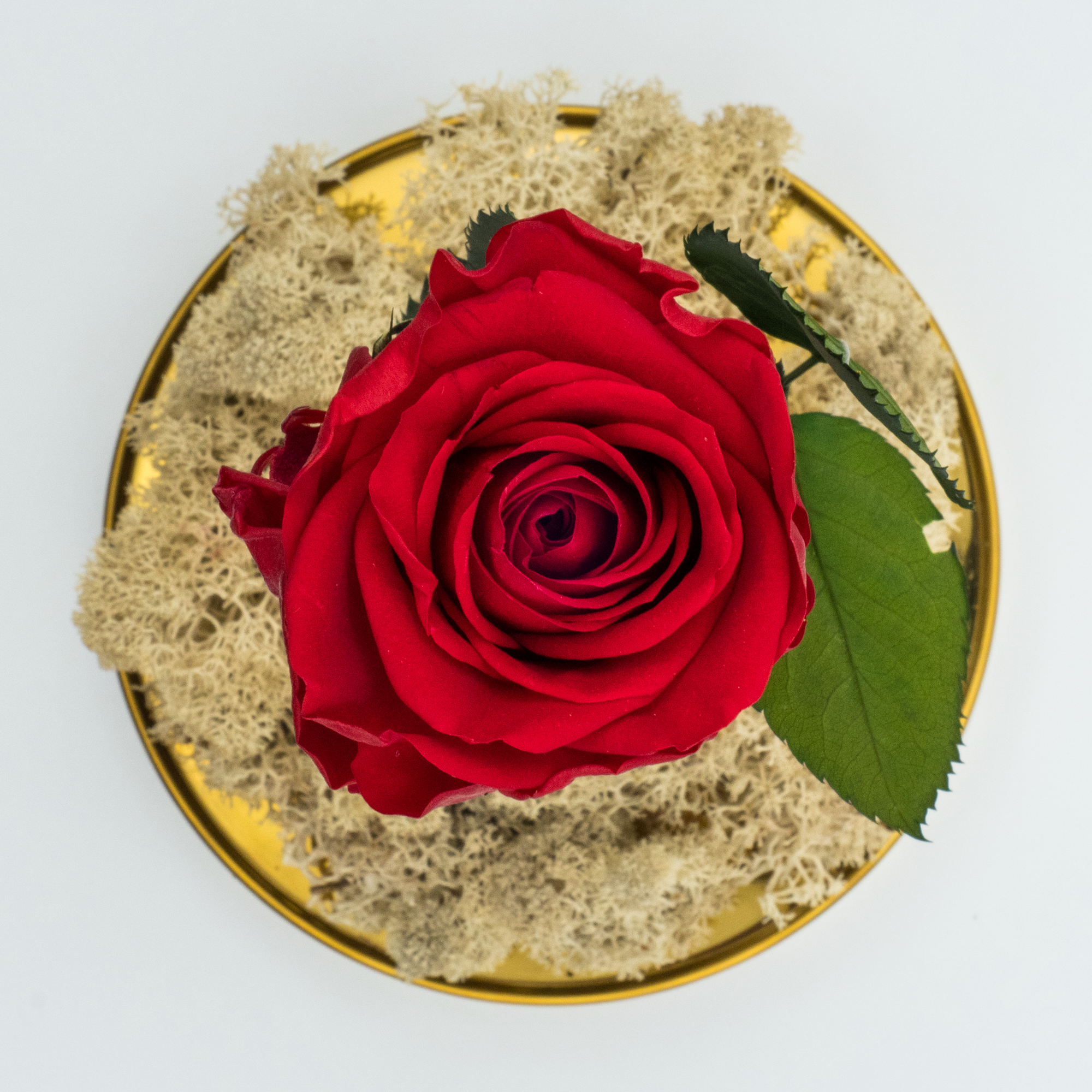 Rosa Eterna Elegancia