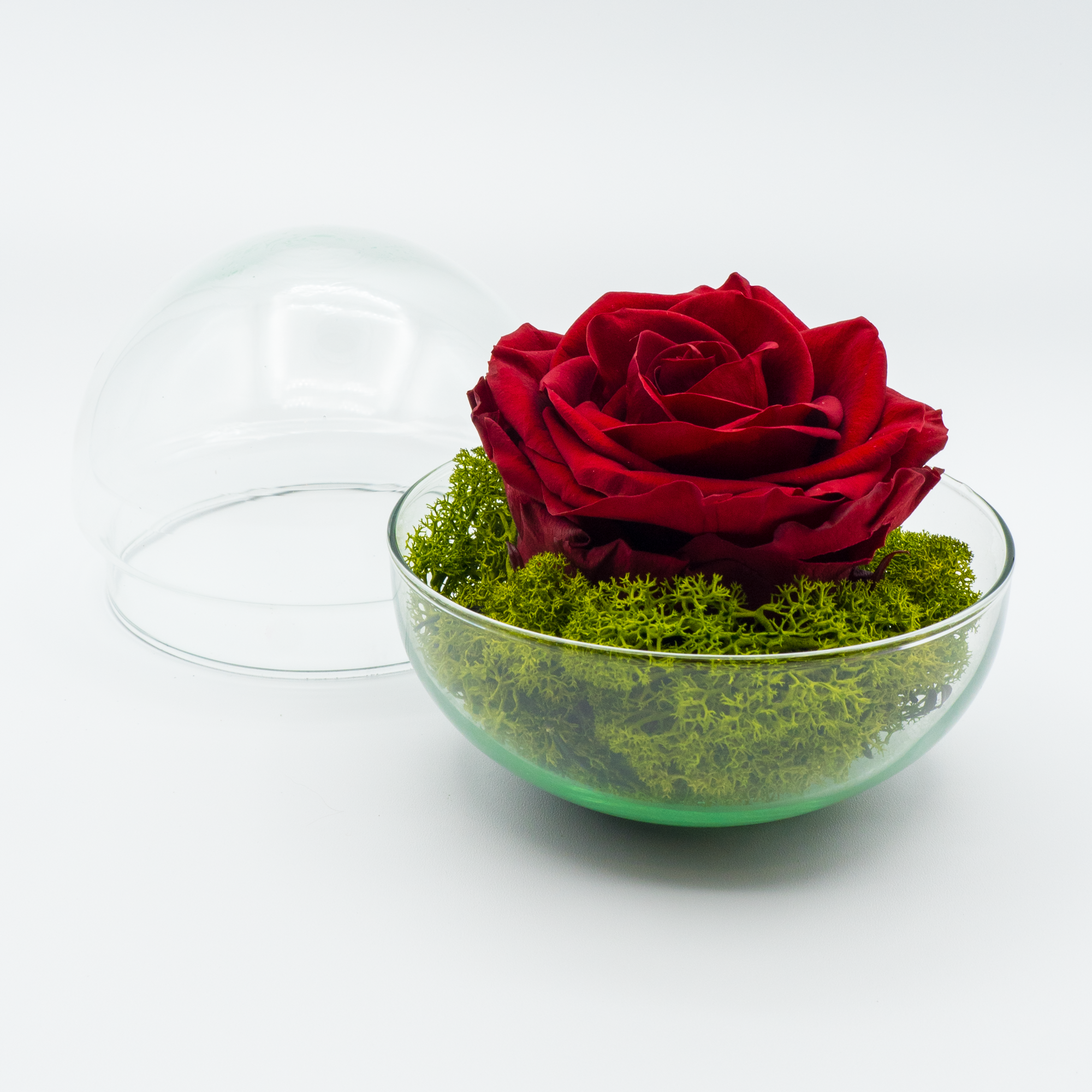 Rosa Eterna Esperanza