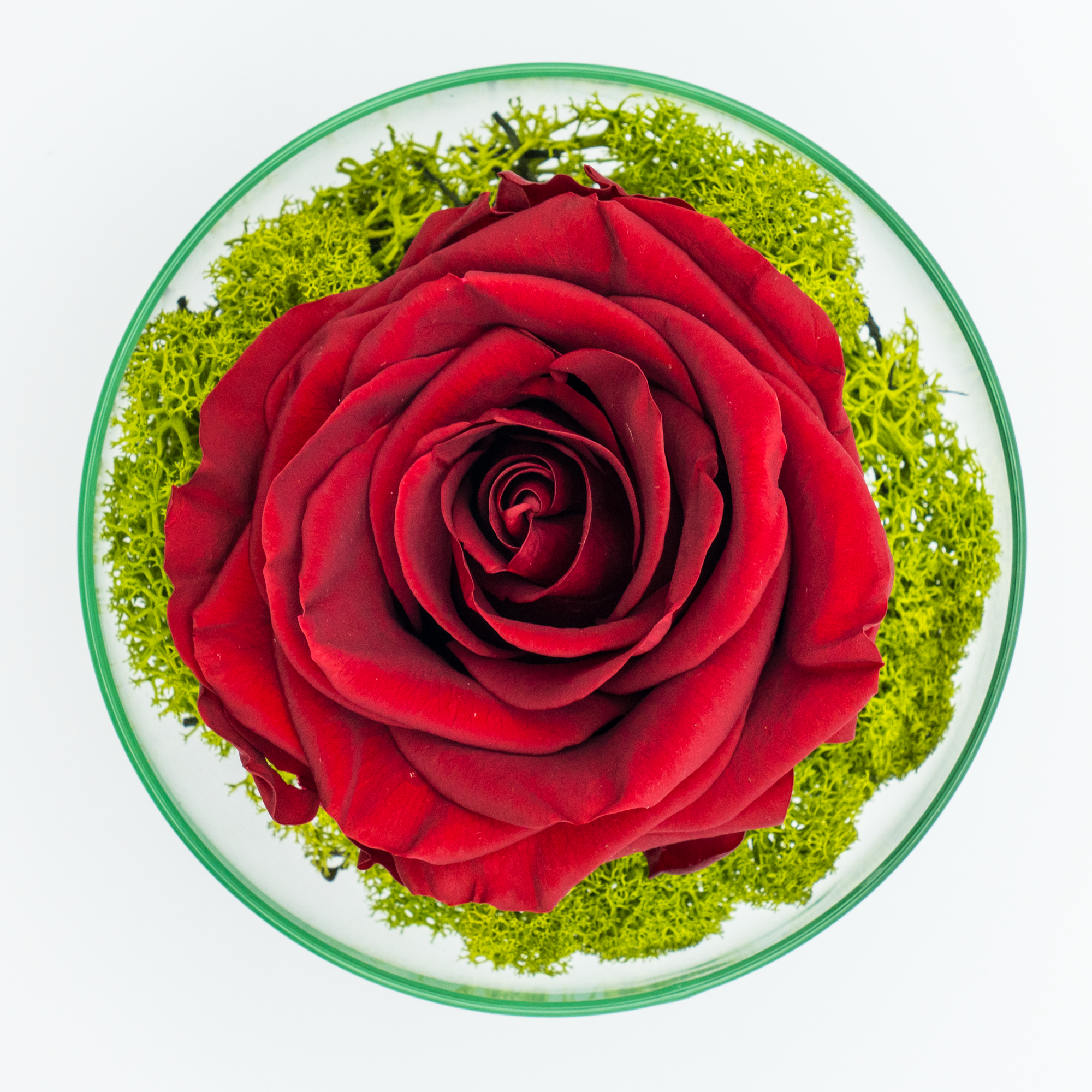 Rosa Eterna Esperanza