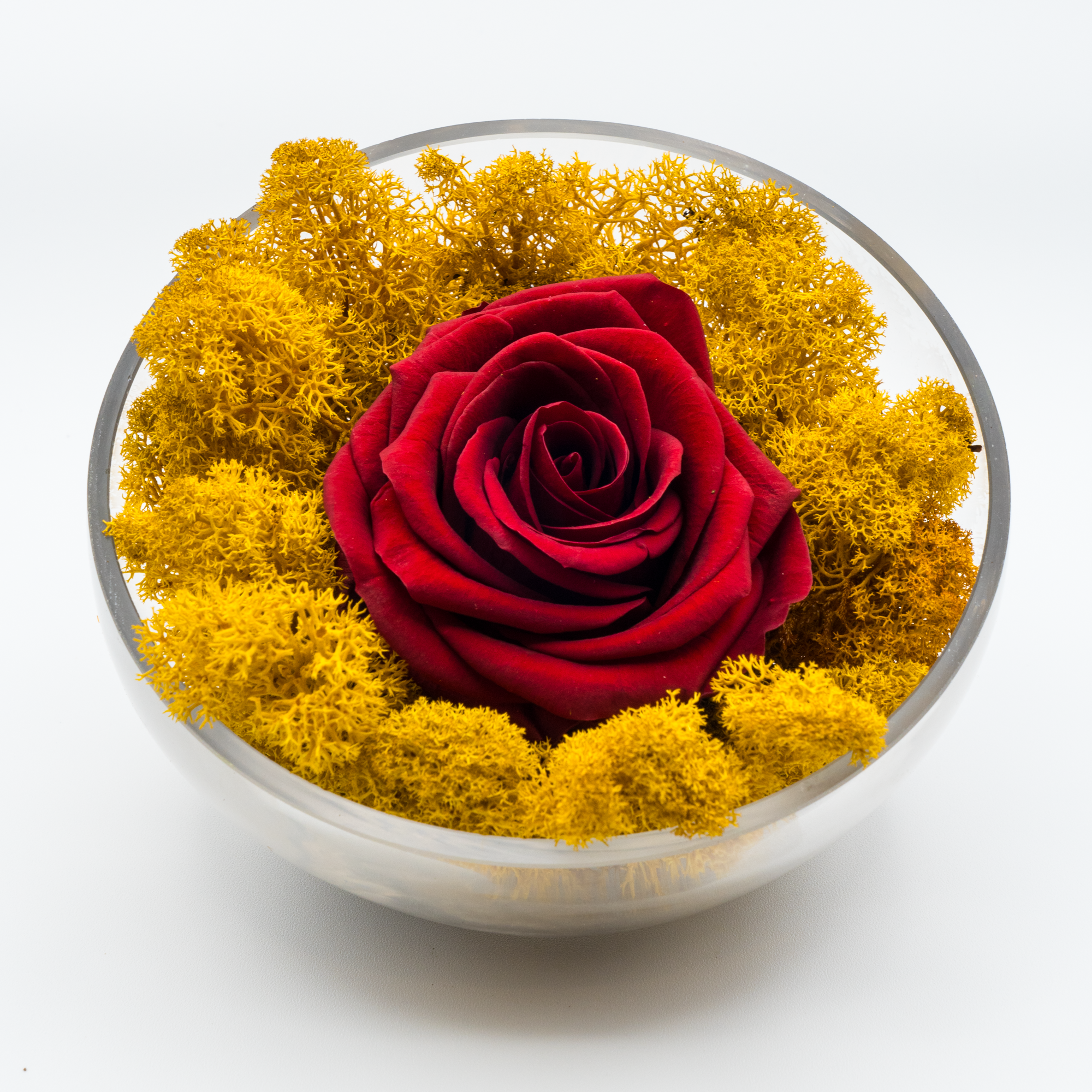 Rosa Eterna Felicidad