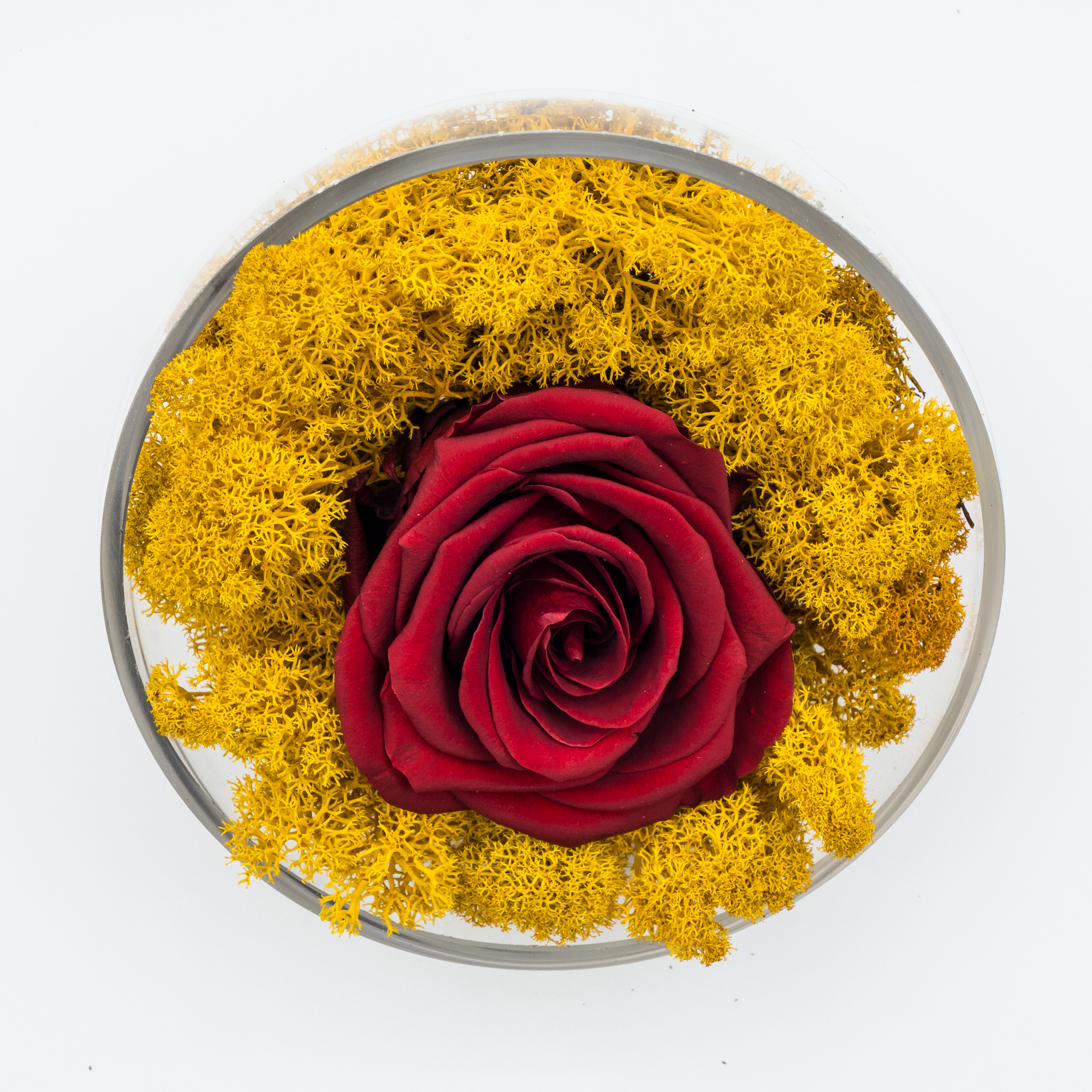 Rosa Eterna Felicidad