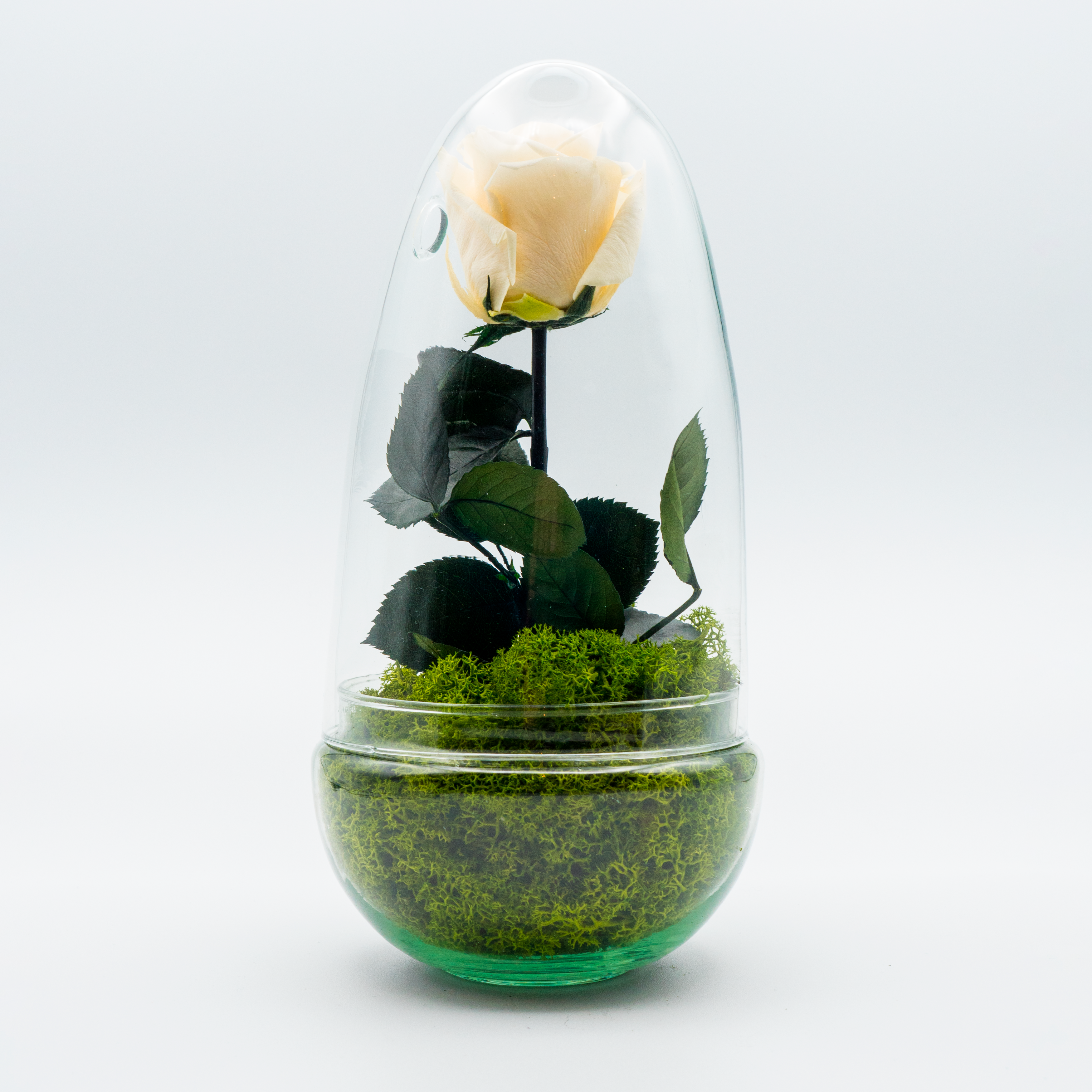 Rosa Eterna Sensualidad