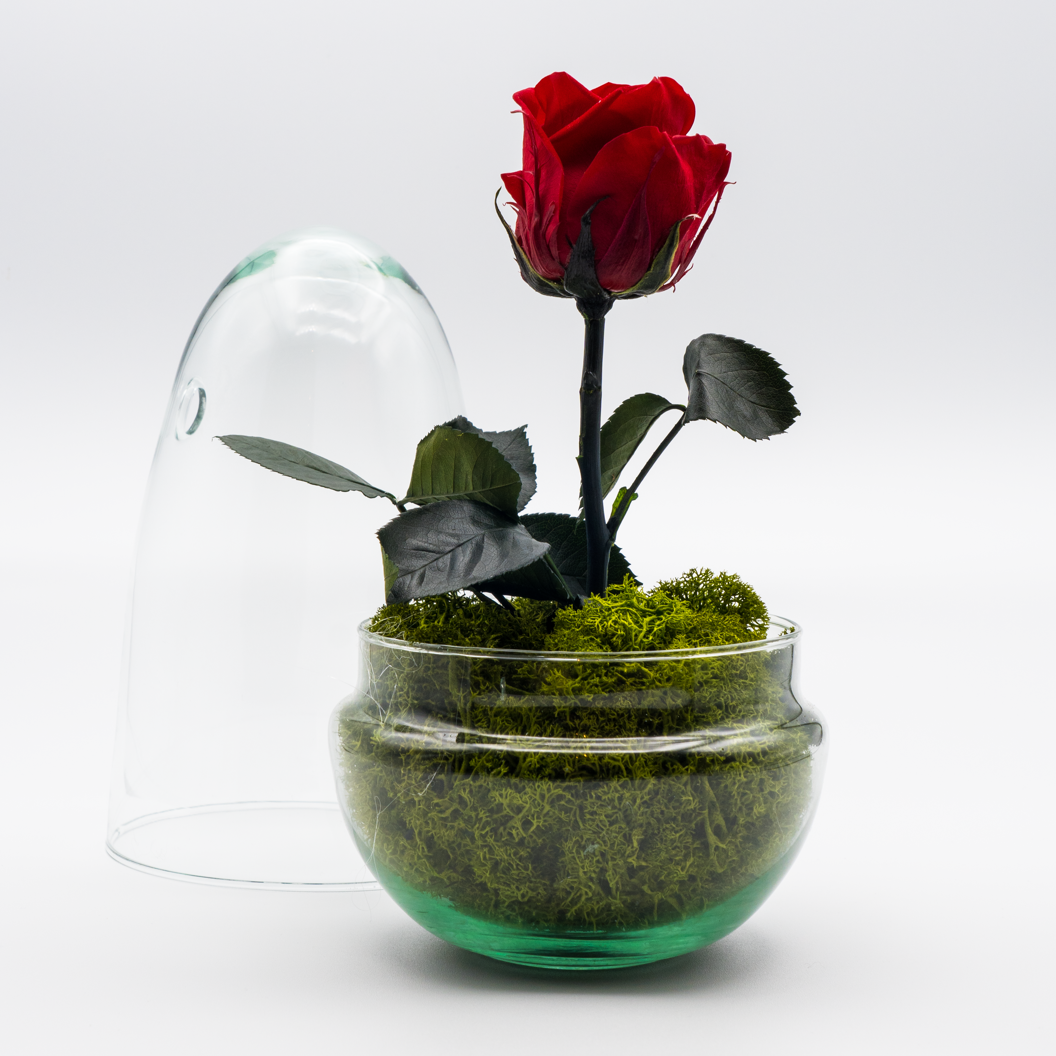 Rosa Eterna Sensualidad