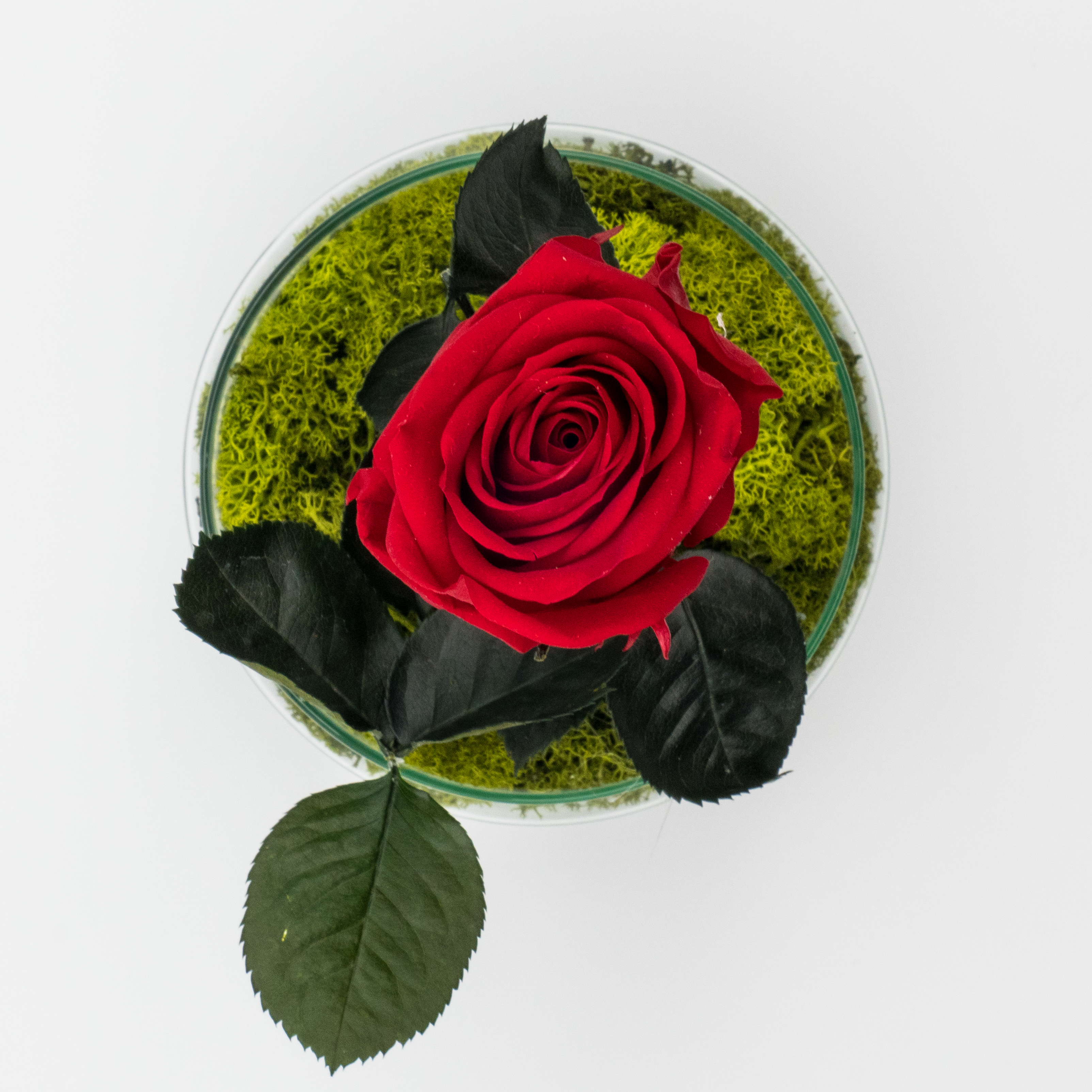 Rosa Eterna Sensualidad